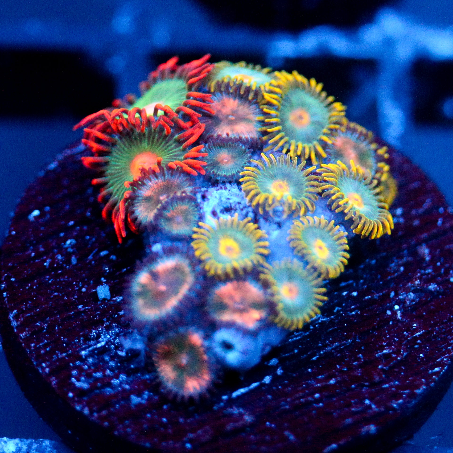 JC Zoa Garden Seed