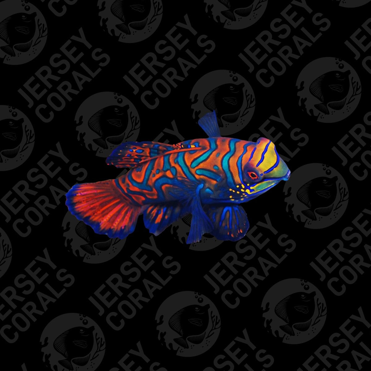 Biota Captive Bred Mandarin (Female)
