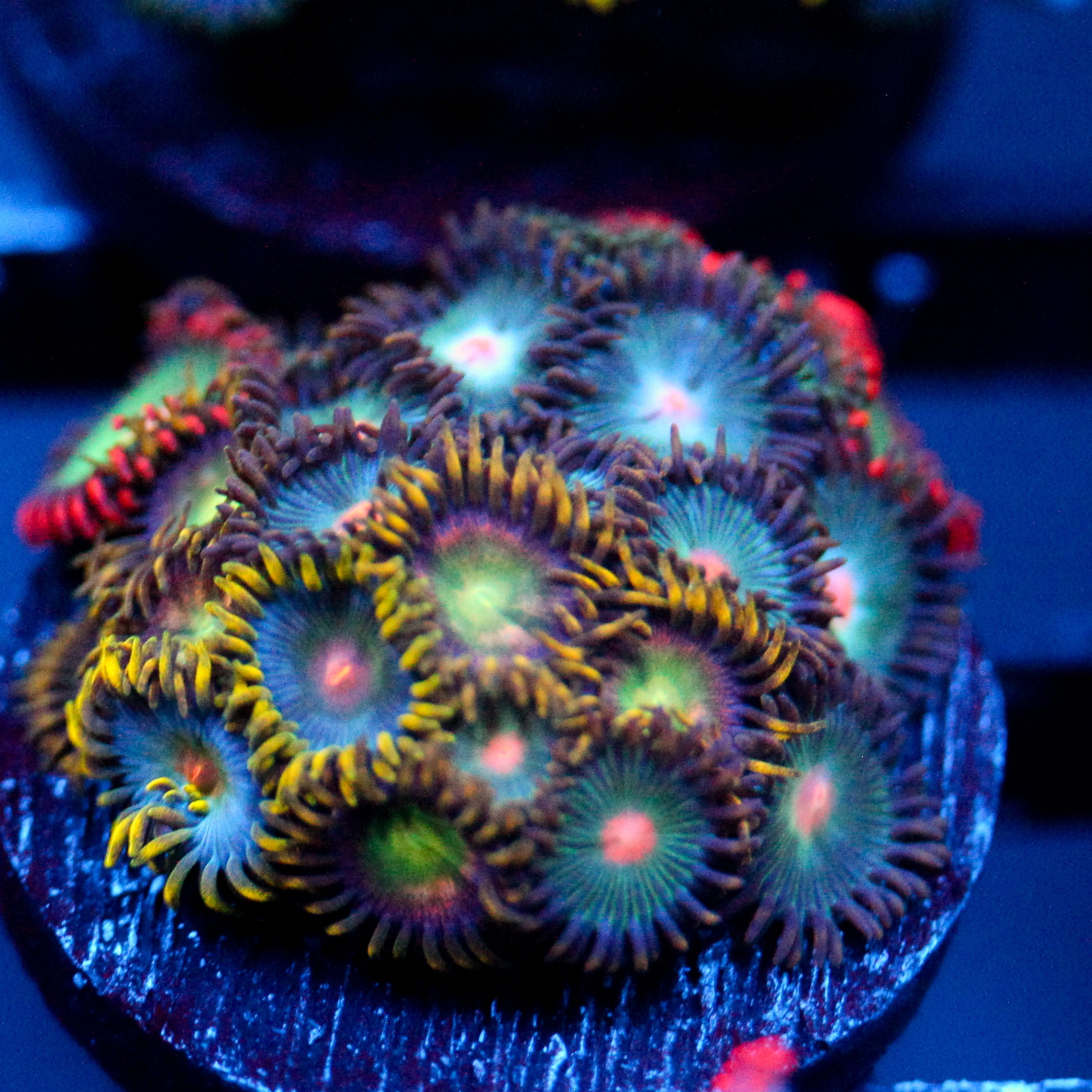JC Zoa Garden Seed