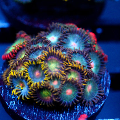 JC Zoa Garden Seed