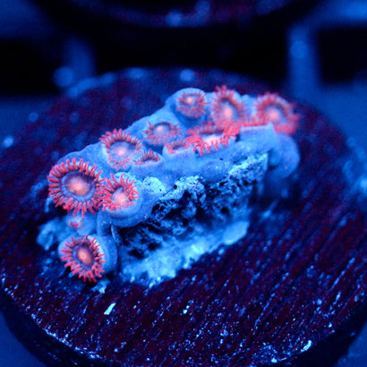 JC Peach Inferno Zoanthid