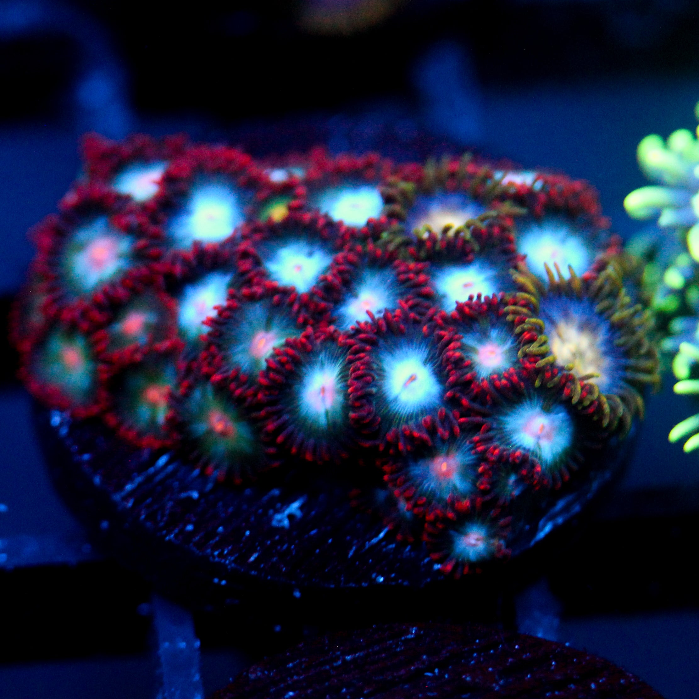 JC Nova Zoanthid Mix