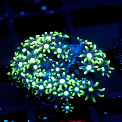 JC Star Polyp GSP