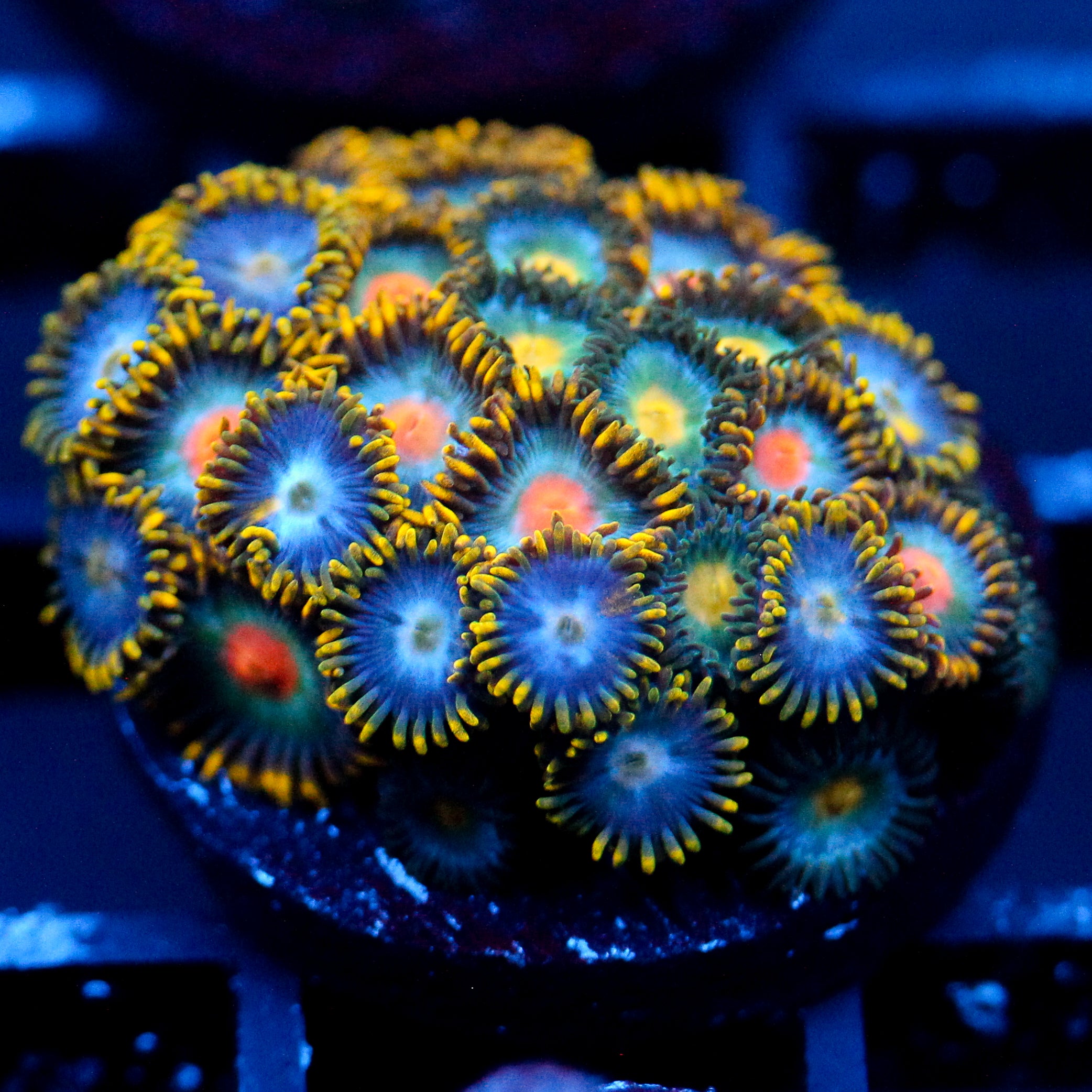 JC Oh my my my Zoanthid Mix