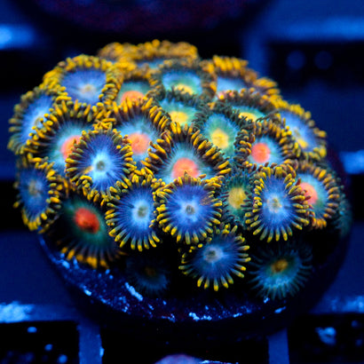 JC Oh my my my Zoanthid Mix
