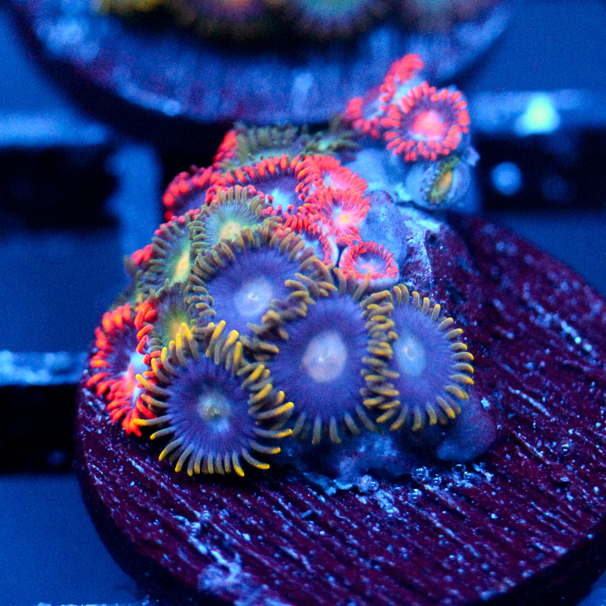 JC Typhloshion Zoanthid Mix