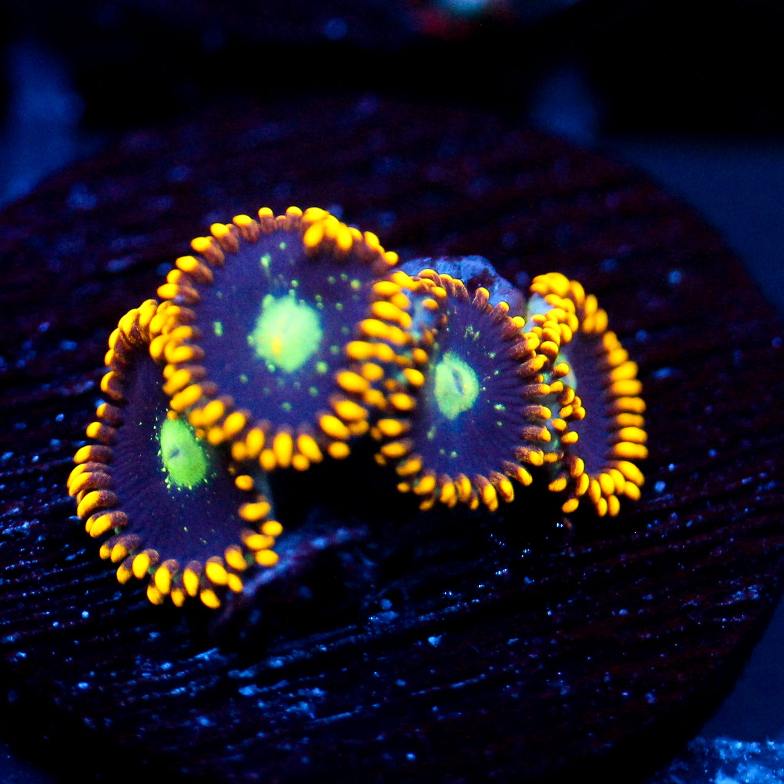 JC Dominator Zoanthid