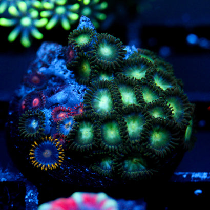 JC Birthstone Zoanthid