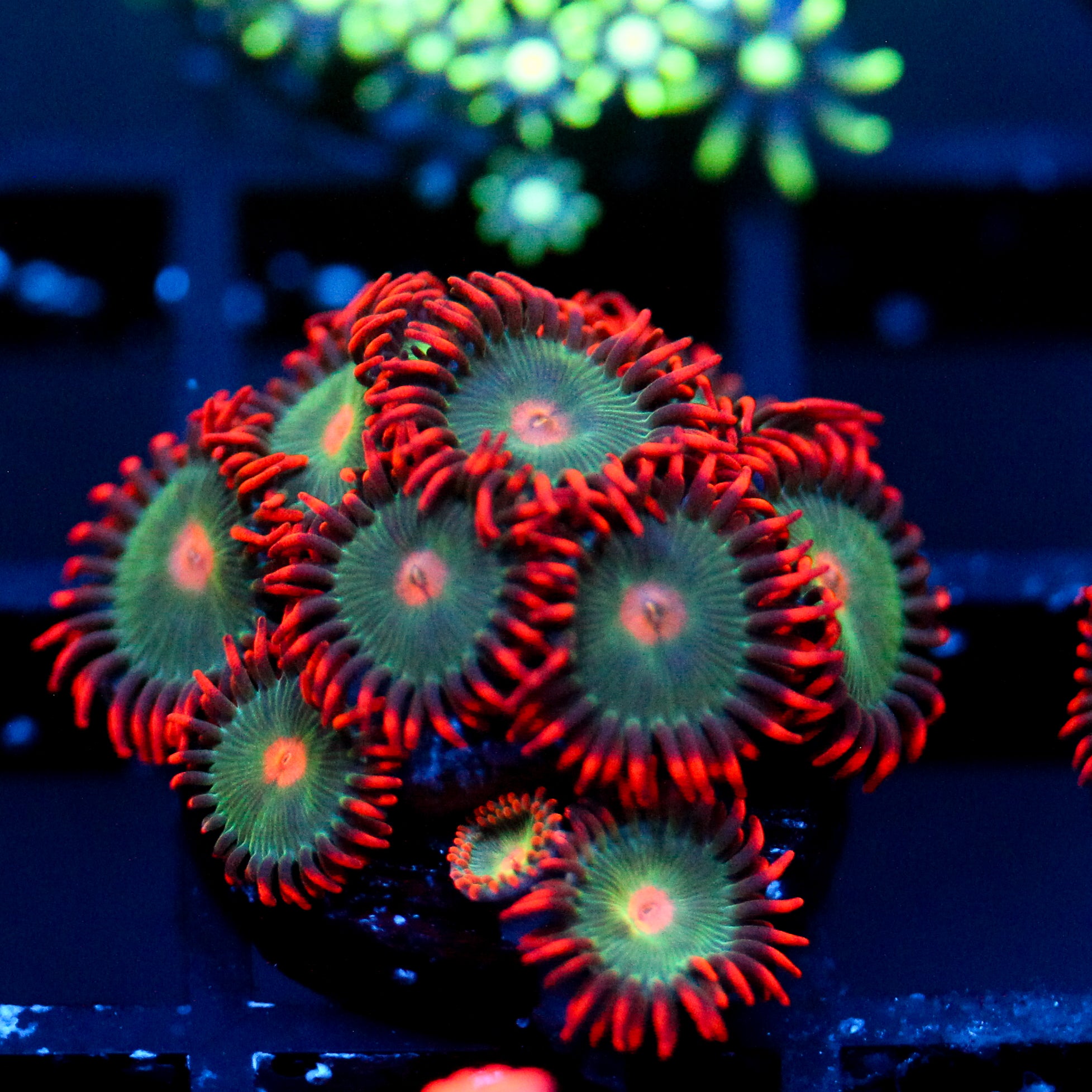 JC Gatorade Zoanthids