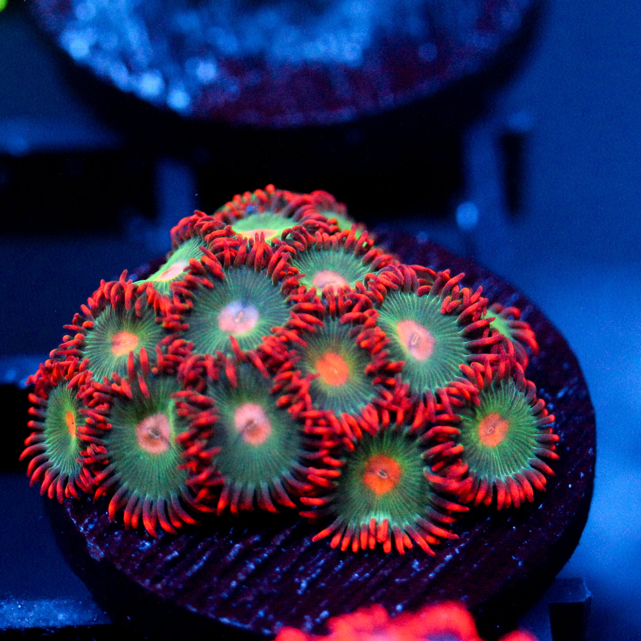 JC Gatorade Zoanthids large chunk