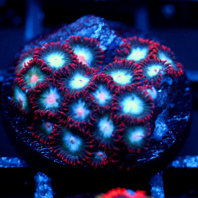JC Nova Zoanthid