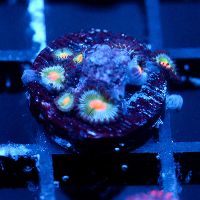 JC Blue Raven Zoanthid