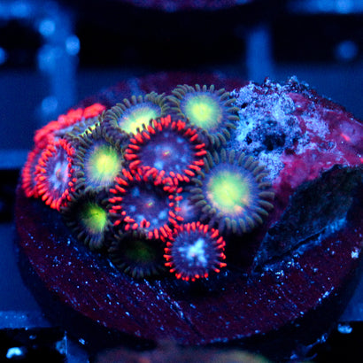 JC Birthstone Zoanthid Mix