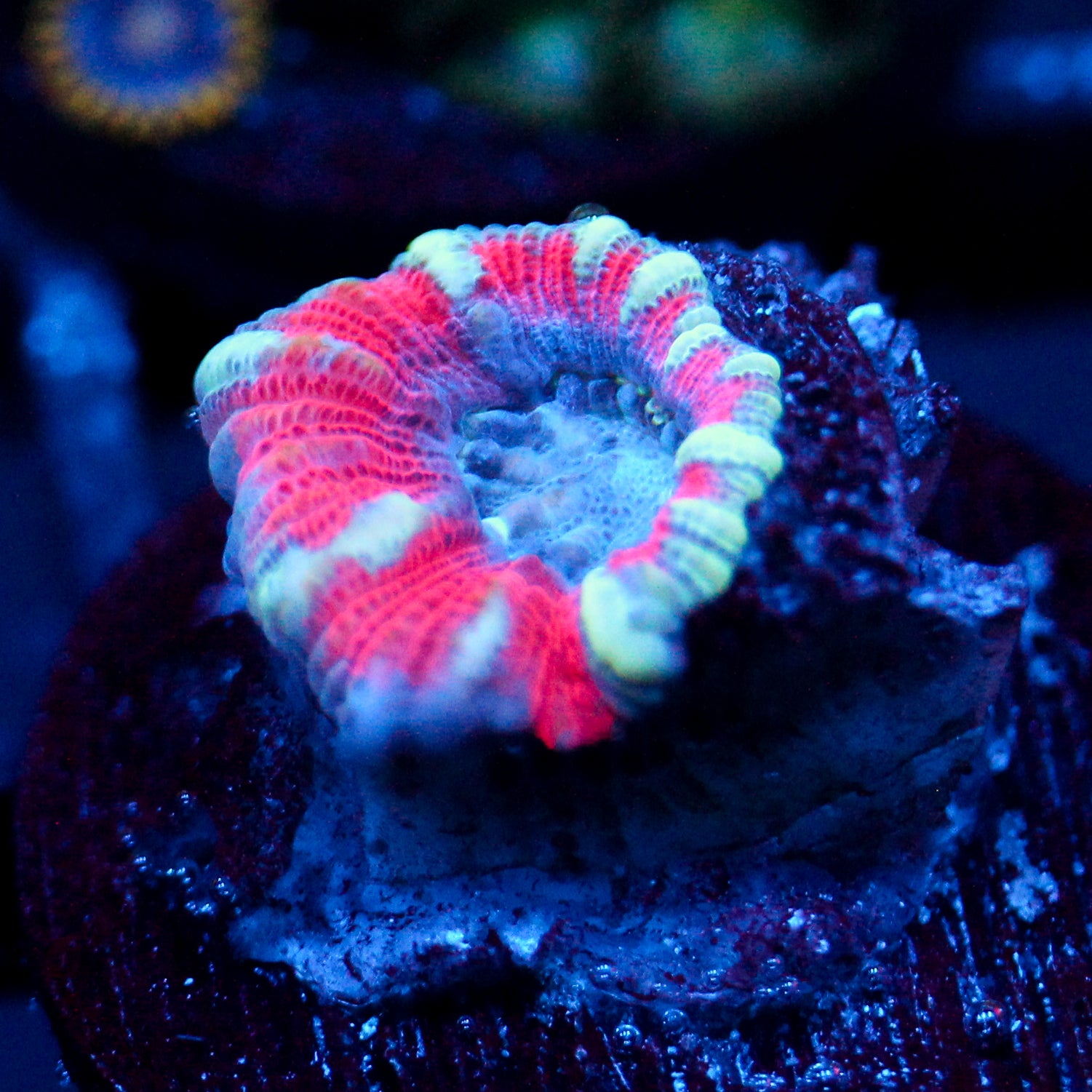 JC White Tiger Acan