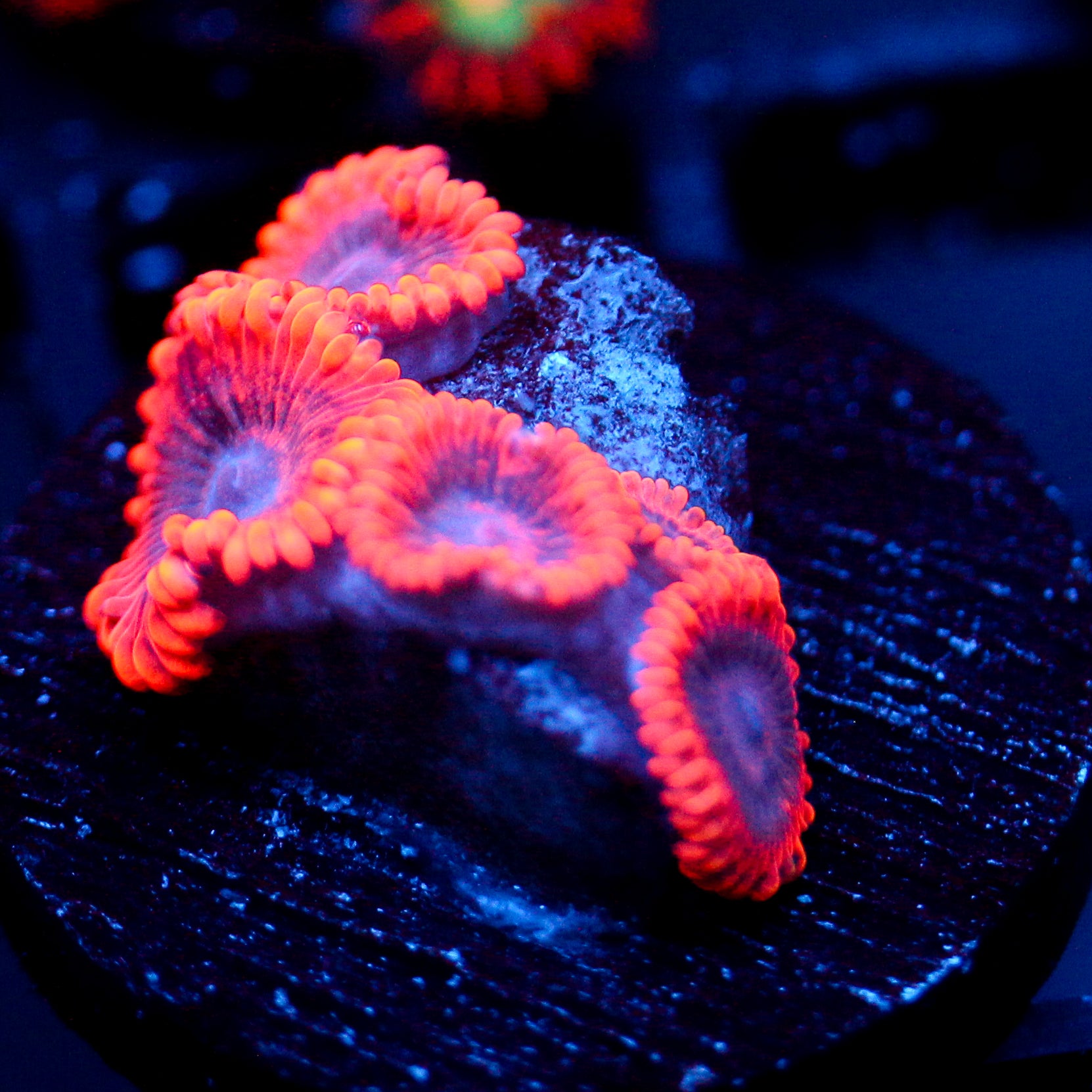 JC Utter Typhloshion Zoanthid (Last one)