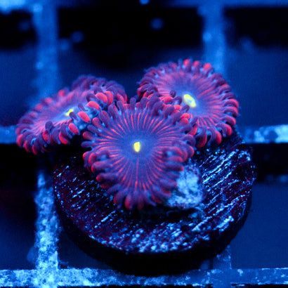JC Purple People Eater Zoanthid