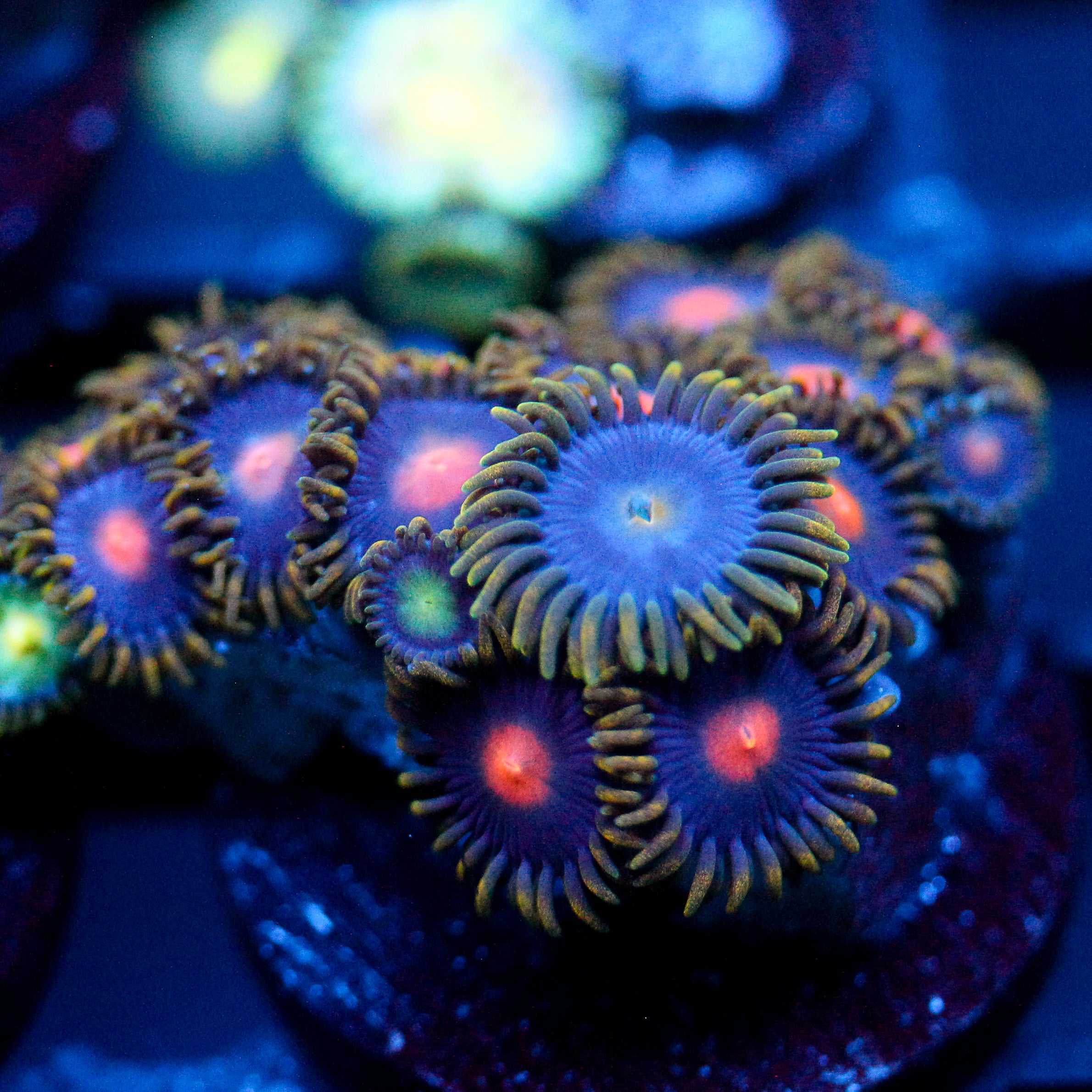 JC Gold Burn Zoanthid Mix