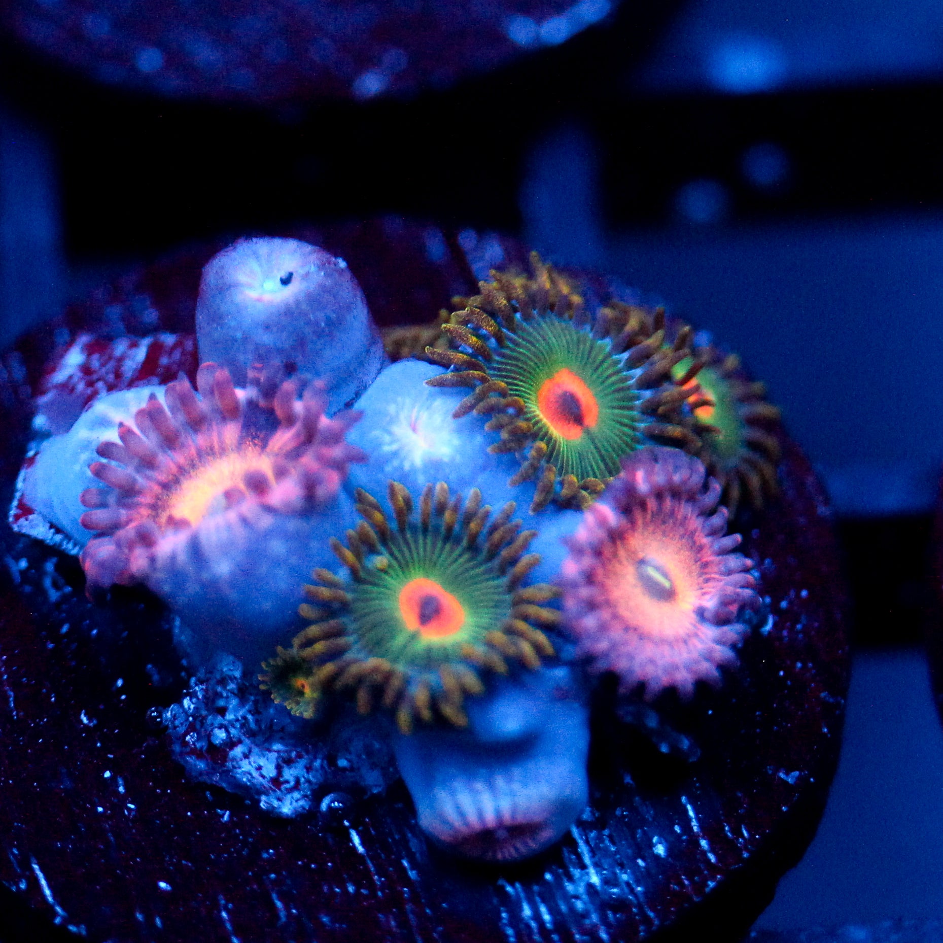 JC Mango Smoothie Zoanthid Mix