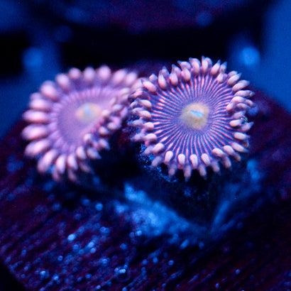 JC Purple Star Zoanthid