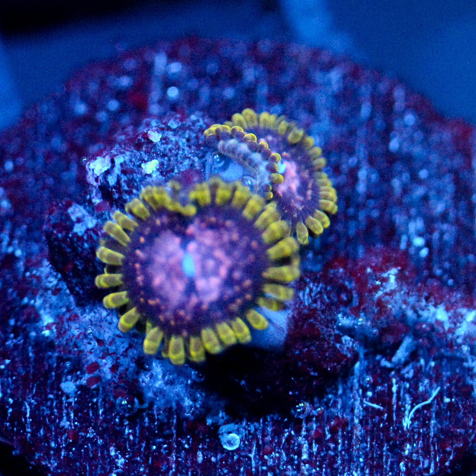 JC Purple Monster Zoanthid