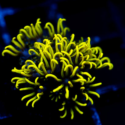 JC Lime Wire Gsp
