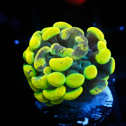 JC Neon Green Splatter Hammer