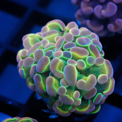 JC Ultra Hologram Hammer