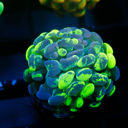 JC Ultra Splatter Hammer