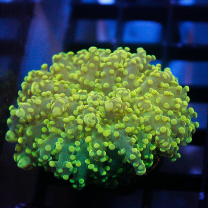 JC Neon Octo