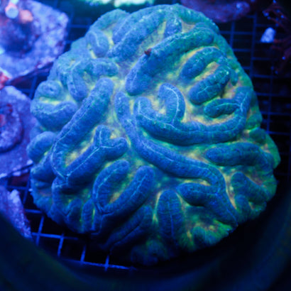 JC Neon Green/Blue Brain SHOW 7"x7"