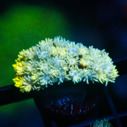 JC Yellow FLowers Goni