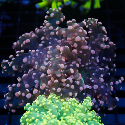JC Pink Tip Octo