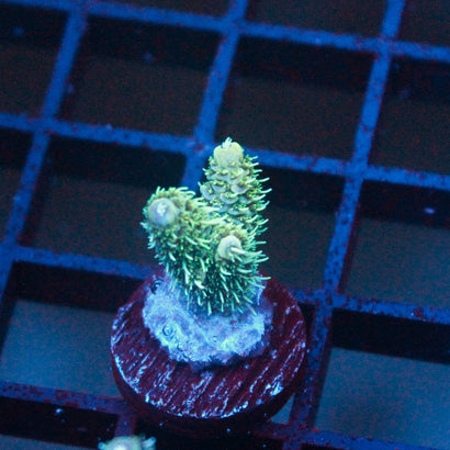 JC Clover Leaf Milli