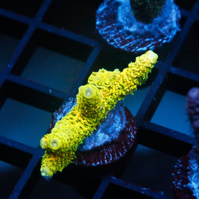 JC Blazin' Yellow Milli