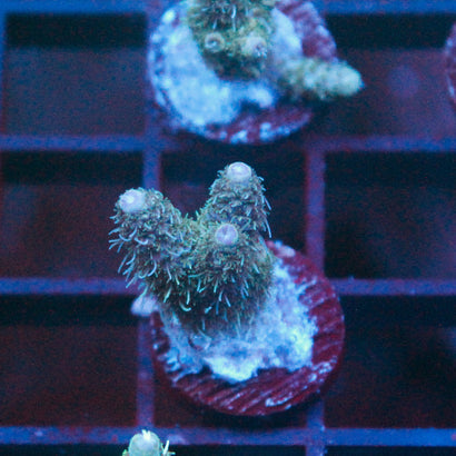 JC Ace of Spades Milli