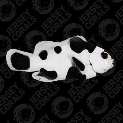 Black Storm Clownfish