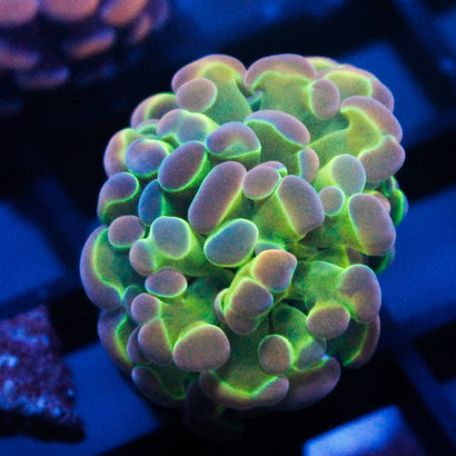 JC Ultra Hologram Hammer