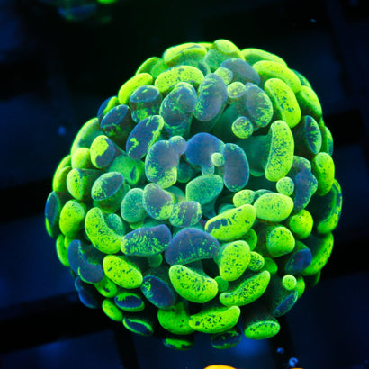 JC Ultra Splatter Hammer