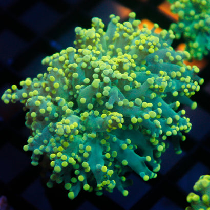 JC Neon Green Octo