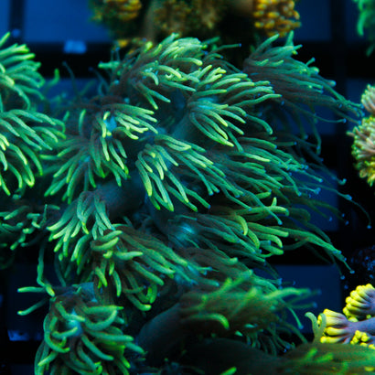JC Mellow Out