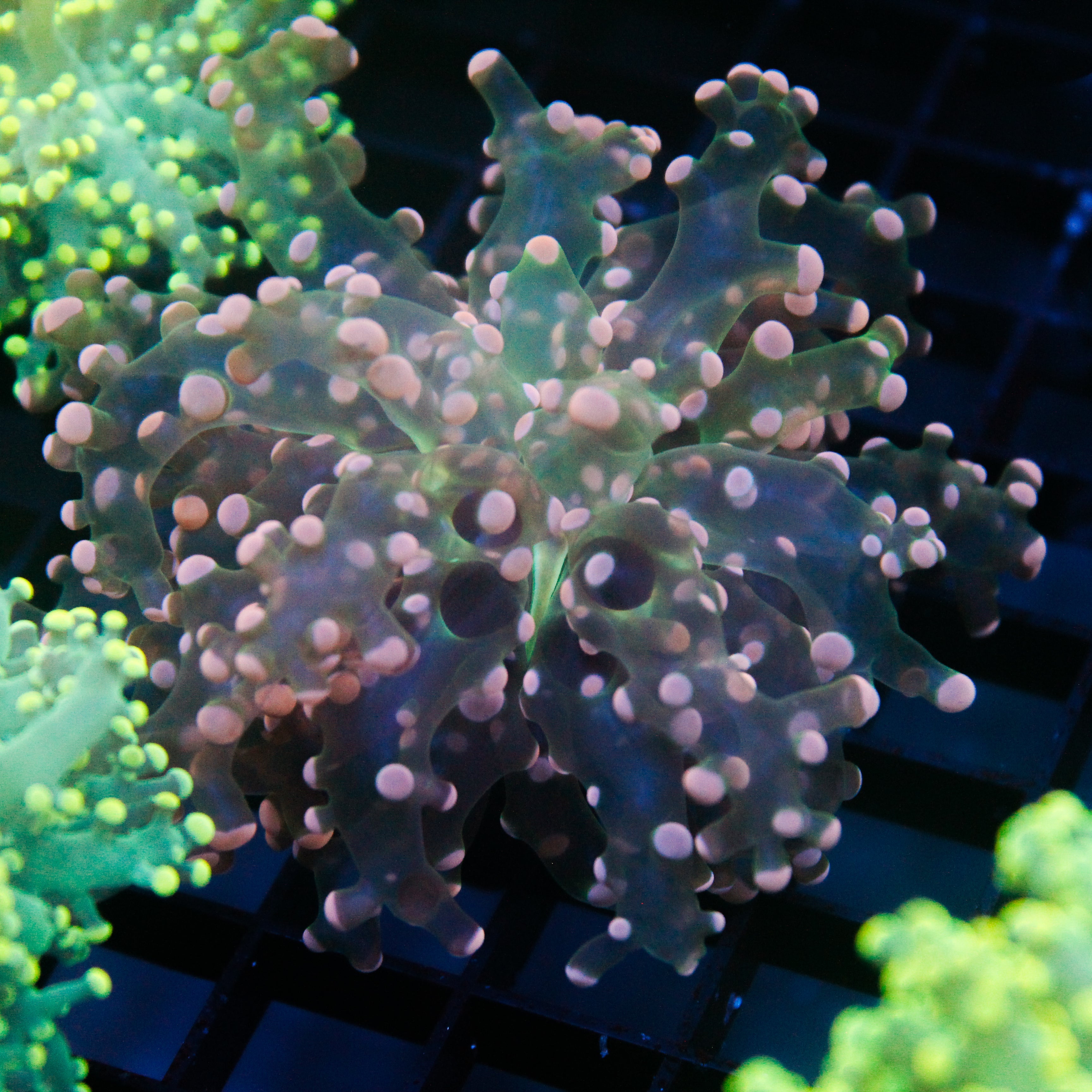 JC Pink Tip Octo