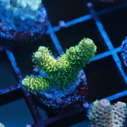 JC Limelight