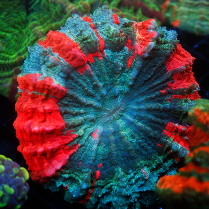 JC Ultra Acanthophyllia