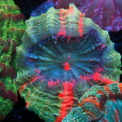 JC Bleeing Apple Acanthophyllia