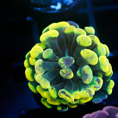 JC Neon Green Splatter Hammer