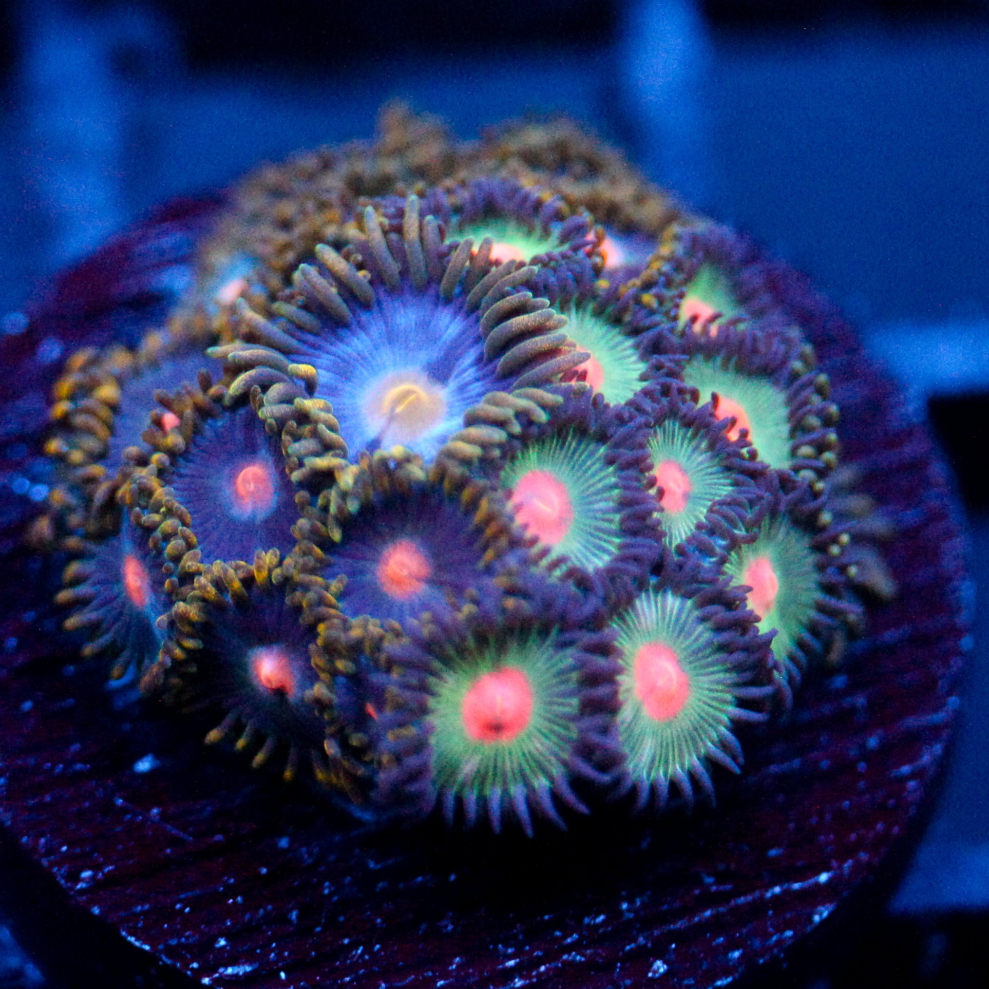 JC Alien Blood Zoanthid Mix