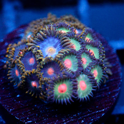 JC Alien Blood Zoanthid Mix