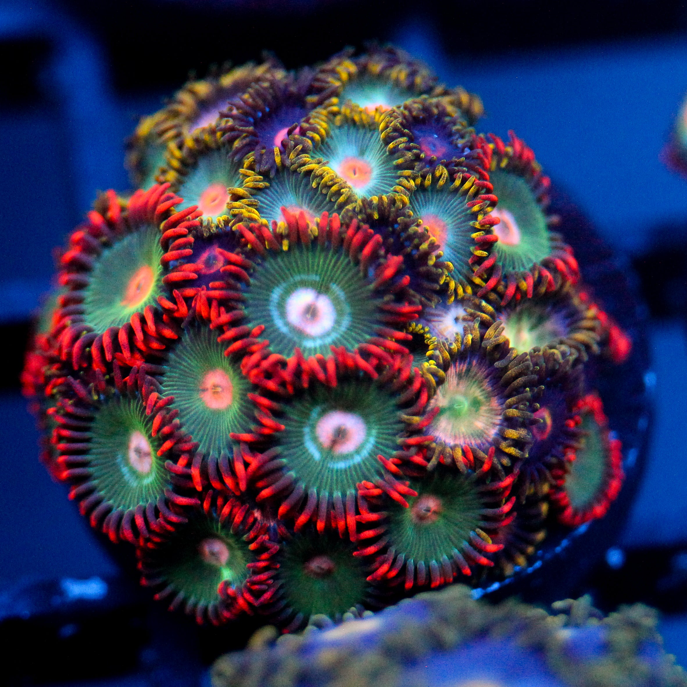 JC Gatorade Zoanthids Mix