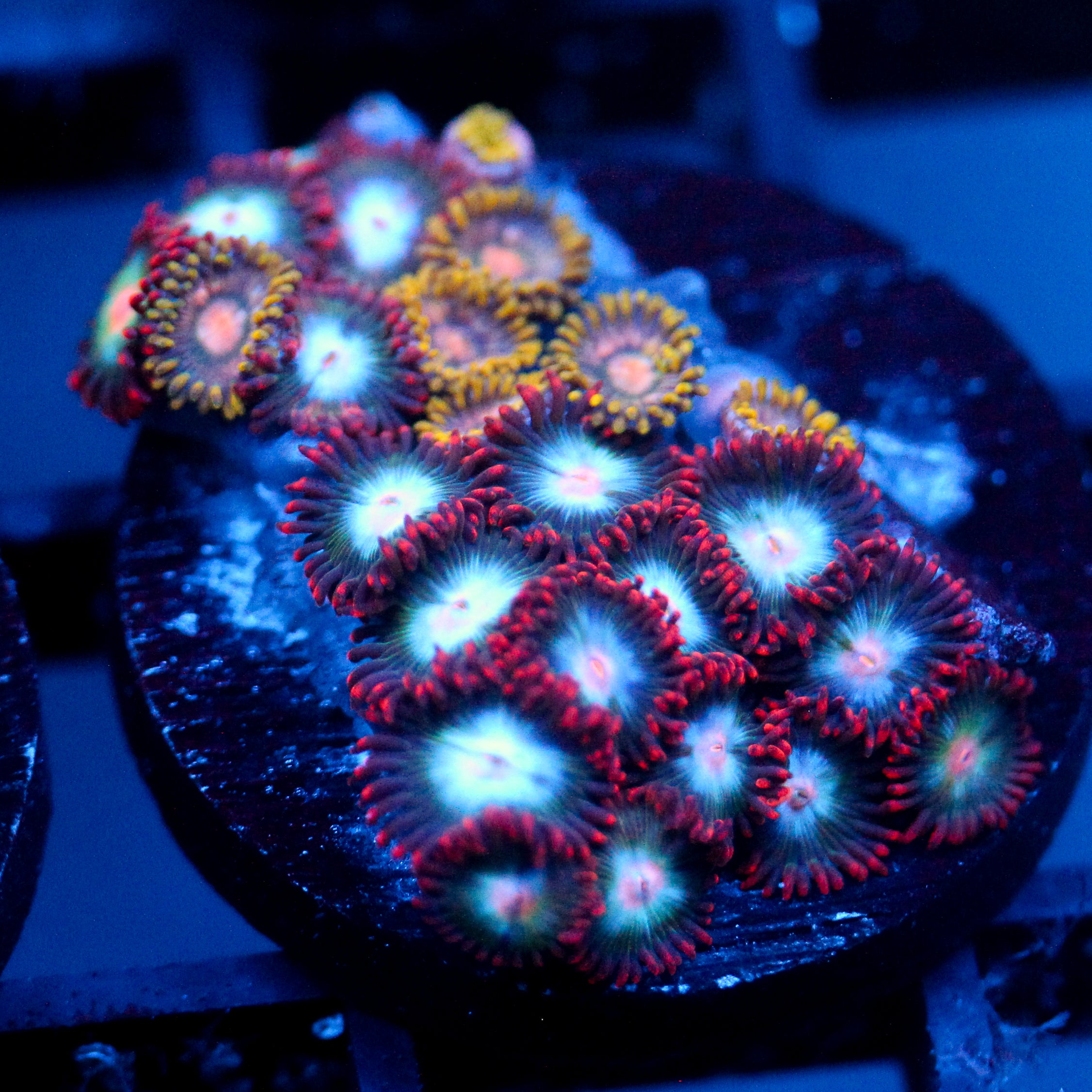 JC Nova Zoanthid Mix
