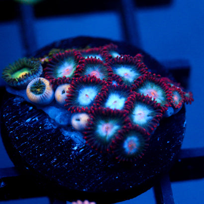 JC Nova Zoanthid